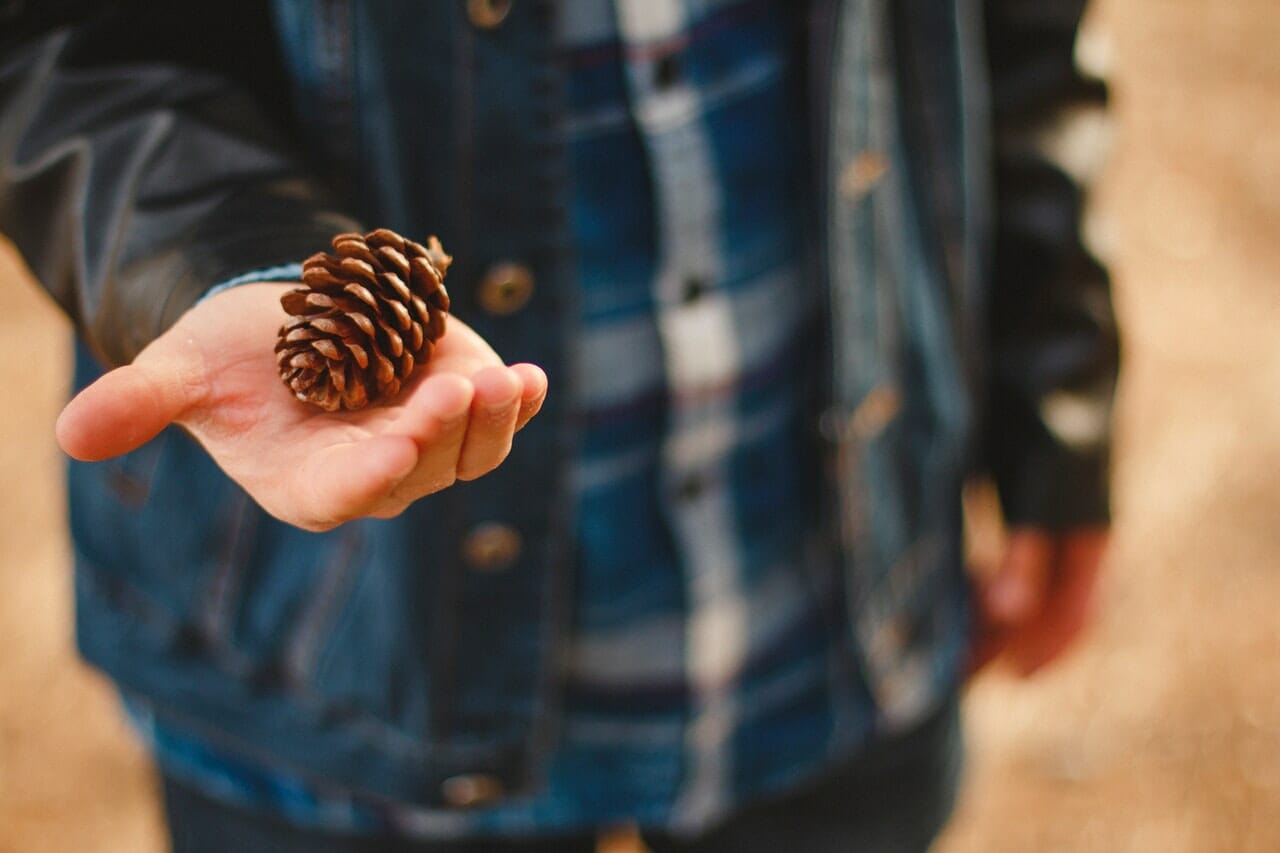 person holding pine cone in his hand