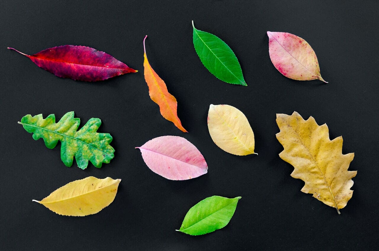 assorted types of leaves isolated on black background